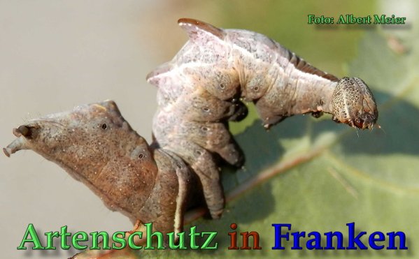 Copyright AiS Albert Meier Bild zum Eintrag (61742-160)
