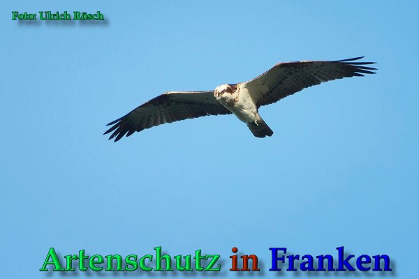 Copyright AiS Ulrich Rösch Bild zum Eintrag (61753-160)