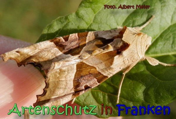 Copyright AiS Albert Meier Bild zum Eintrag (61812-160)
