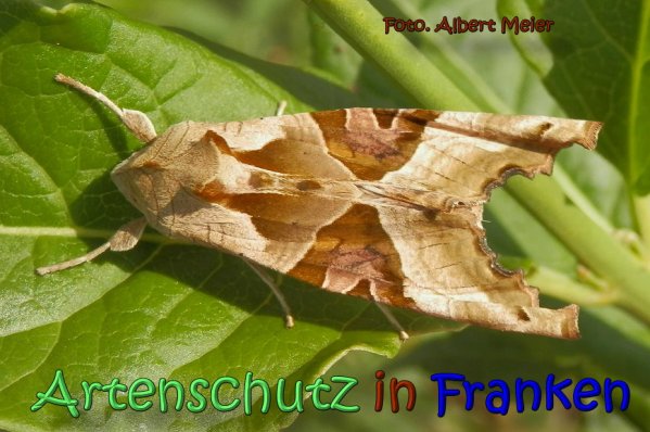 Copyright AiS Albert Meier Bild zum Eintrag (61813-160)