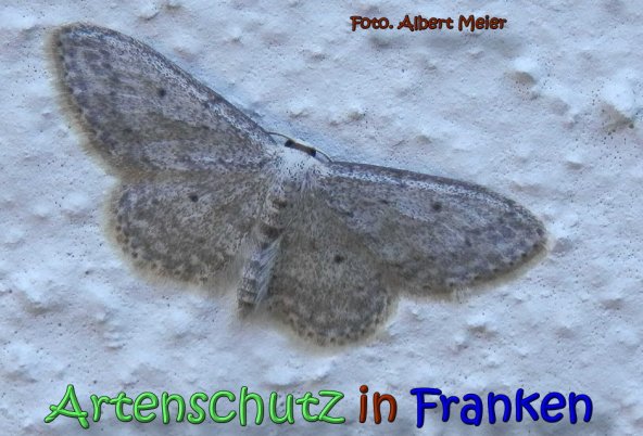 Copyright AiS Albert Meier Bild zum Eintrag (61821-160)