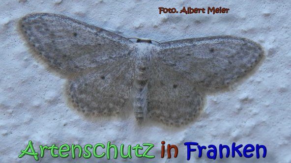 Copyright AiS Albert Meier Bild zum Eintrag (61822-160)