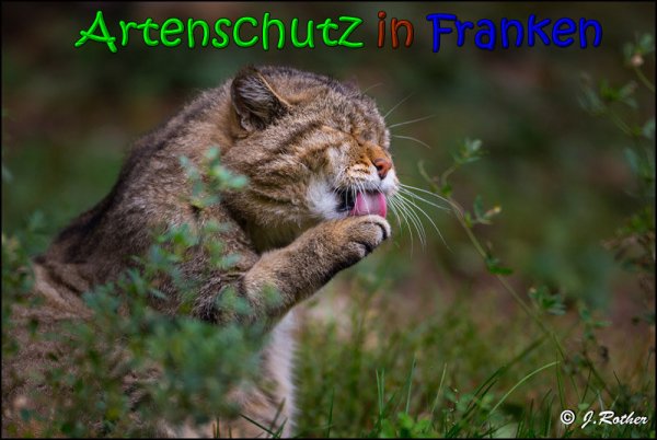 Copyright AiS Johannes Rother Bild zum Eintrag (61825-160)