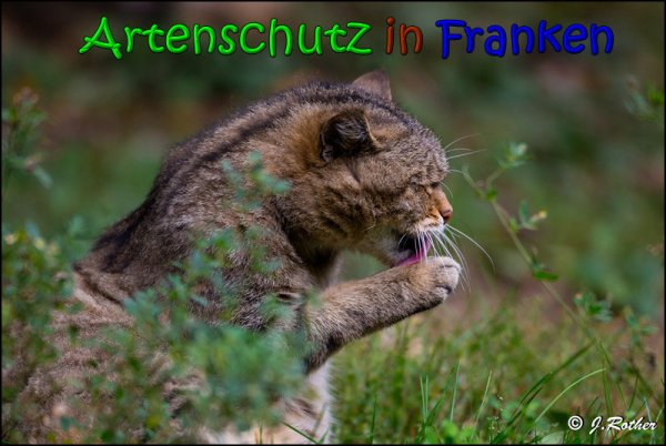Copyright AiS Johannes Rother Bild zum Eintrag (61826-160)