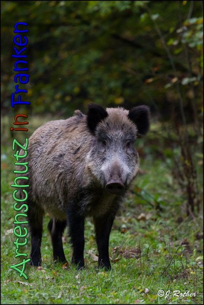 Copyright AiS Johannes Rother Bild zum Eintrag (61925-160)