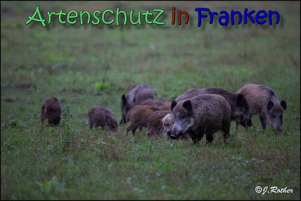 Copyright AiS Johannes Rother Bild zum Eintrag (61926-160)