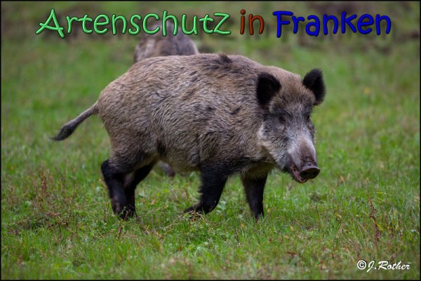 Copyright AiS Johannes Rother Bild zum Eintrag (61931-160)