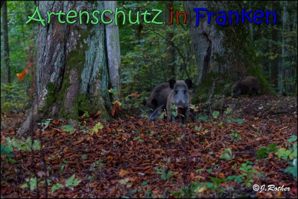 Copyright AiS Johannes Rother Bild zum Eintrag (61932-160)
