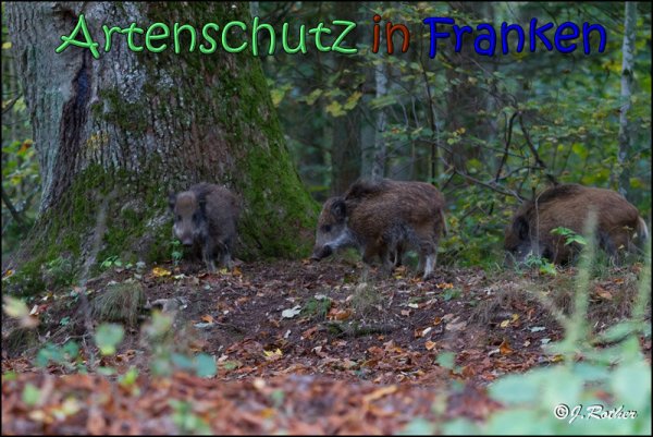 Copyright AiS Johannes Rother Bild zum Eintrag (61933-160)