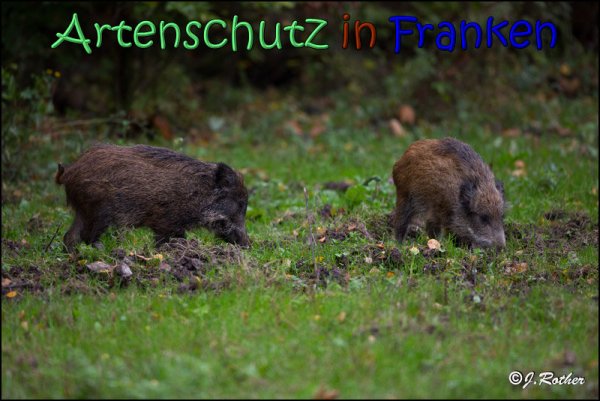 Bild zum Eintrag (61939-160)