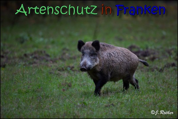Copyright AiS Johannes Rother Bild zum Eintrag (61940-160)