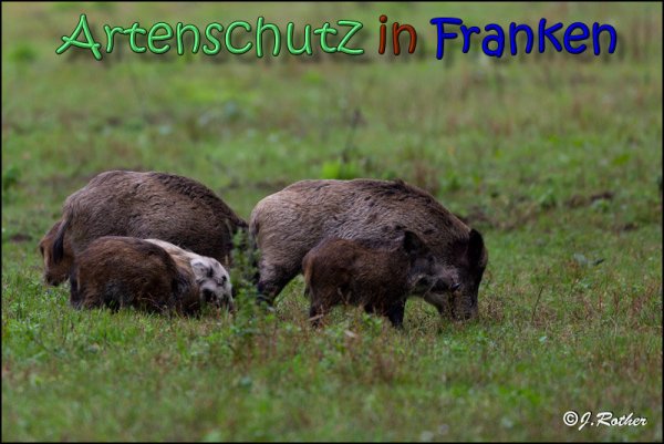 Copyright AiS Johannes Rother Bild zum Eintrag (61941-160)