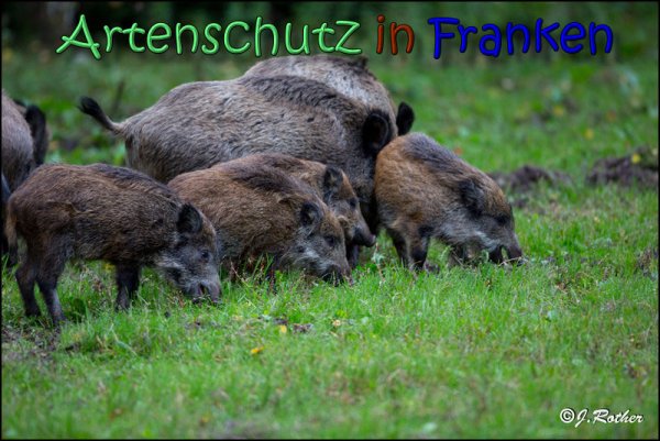 Copyright AiS Johannes Rother Bild zum Eintrag (61942-160)