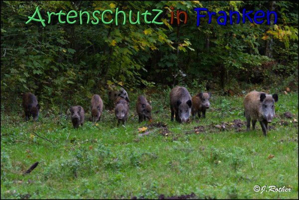Copyright AiS Johannes Rother Bild zum Eintrag (61946-160)
