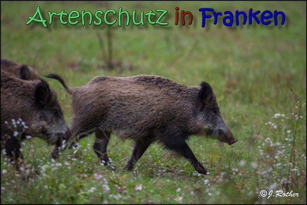 Copyright AiS Johannes Rother Bild zum Eintrag (61947-160)
