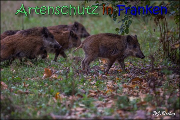 Copyright AiS Johannes Rother Bild zum Eintrag (61948-160)