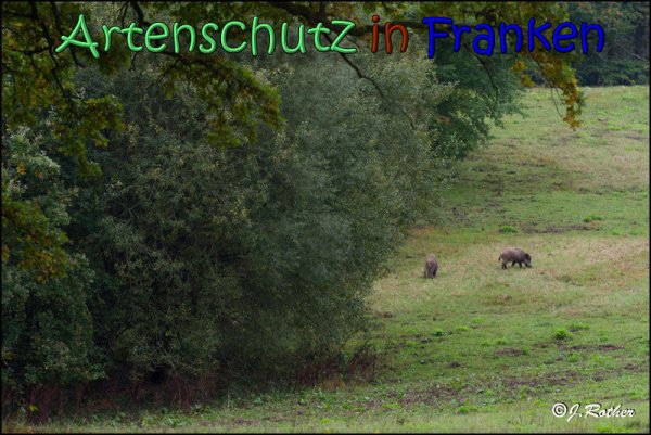 Copyright AiS Johannes Rother Bild zum Eintrag (61949-160)