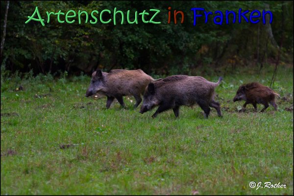 Copyright AiS Johannes Rother Bild zum Eintrag (61950-160)