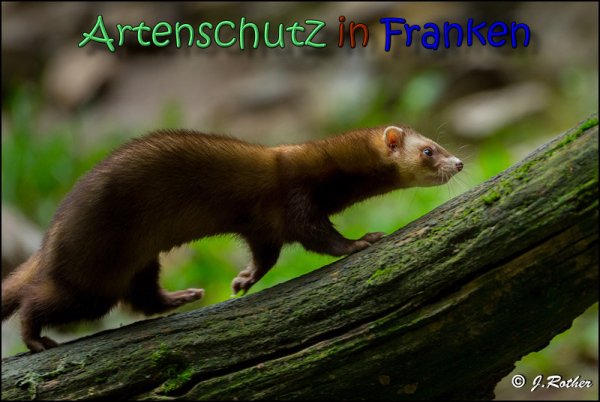 Copyright AiS Johannes Rother Bild zum Eintrag (62010-160)