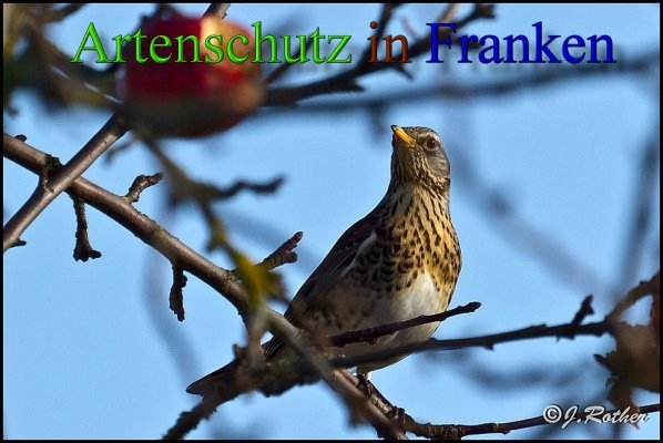 Copyright AiS Johannes Rother Bild zum Eintrag (62072-160)