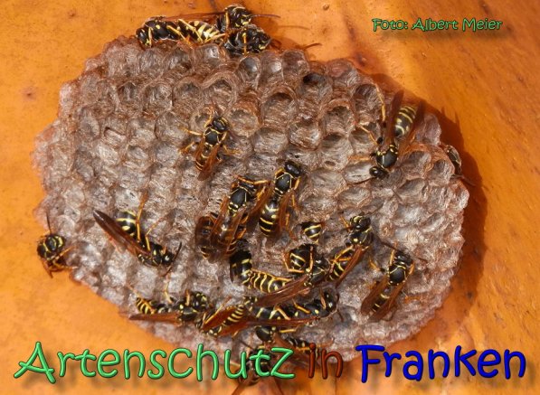 Copyright AiS Albert Meier Bild zum Eintrag (62120-160)