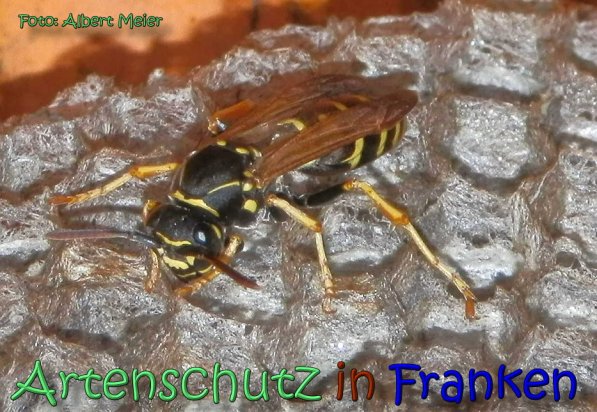 Copyright AiS Albert Meier Bild zum Eintrag (62121-160)