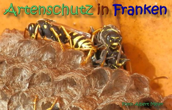 Copyright AiS Albert Meier Bild zum Eintrag (62122-160)