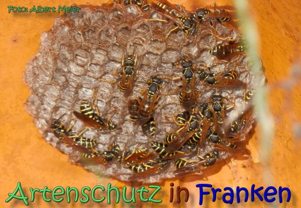 Copyright AiS Albert Meier Bild zum Eintrag (62126-160)
