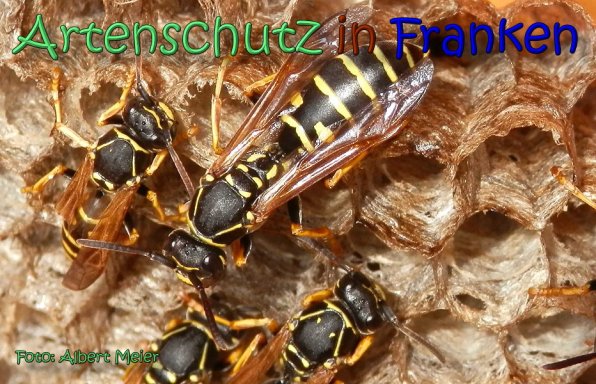 Copyright AiS Albert Meier Bild zum Eintrag (62127-160)