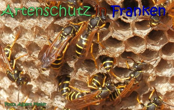 Copyright AiS Albert Meier Bild zum Eintrag (62128-160)