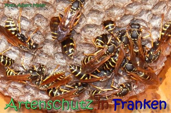 Copyright AiS Albert Meier Bild zum Eintrag (62132-160)