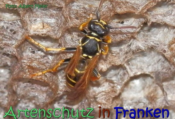Copyright AiS Albert Meier Bild zum Eintrag (62134-160)