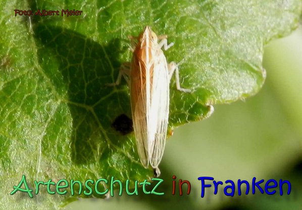 Bild zum Eintrag (62244-160)