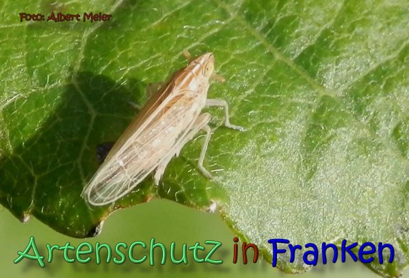 Copyright AiS Albert Meier Bild zum Eintrag (62245-160)