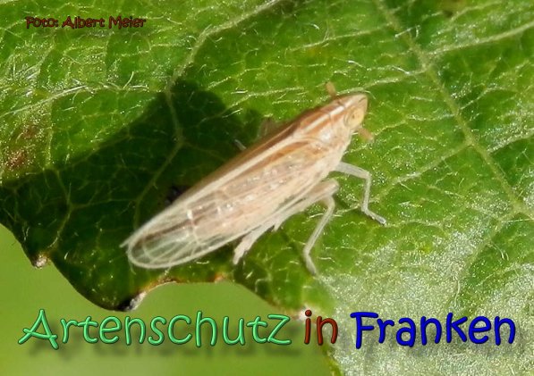 Copyright AiS Albert Meier Bild zum Eintrag (62246-160)
