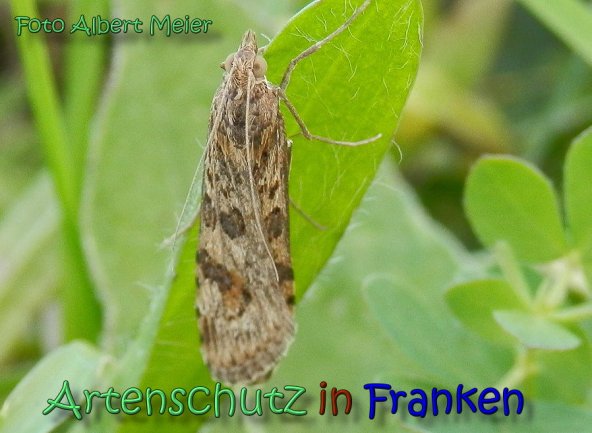 Bild zum Eintrag (62387-160)