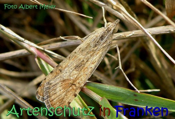 Bild zum Eintrag (62388-160)