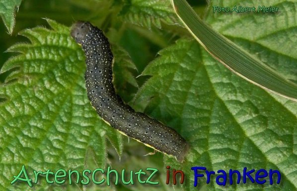 Copyright AiS Albert Meier Bild zum Eintrag (62411-160)