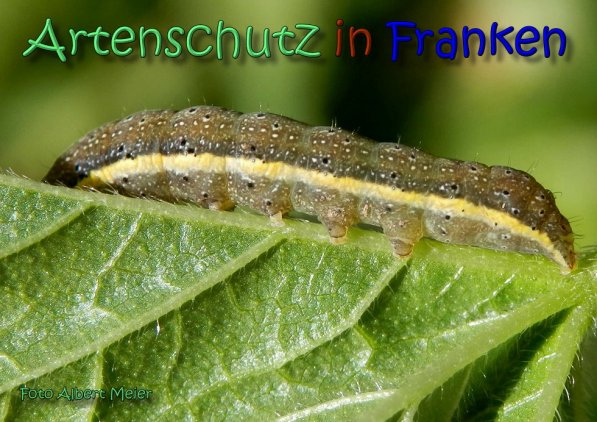 Copyright AiS Albert Meier Bild zum Eintrag (62412-160)