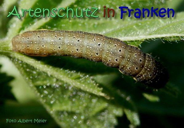 Copyright AiS Albert Meier Bild zum Eintrag (62413-160)