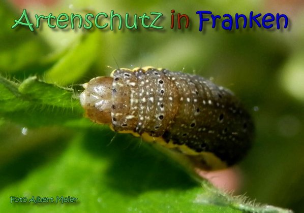 Copyright AiS Albert Meier Bild zum Eintrag (62414-160)