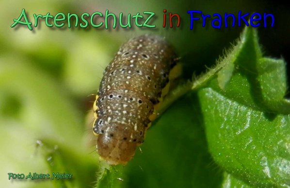 Copyright AiS Albert Meier Bild zum Eintrag (62415-160)