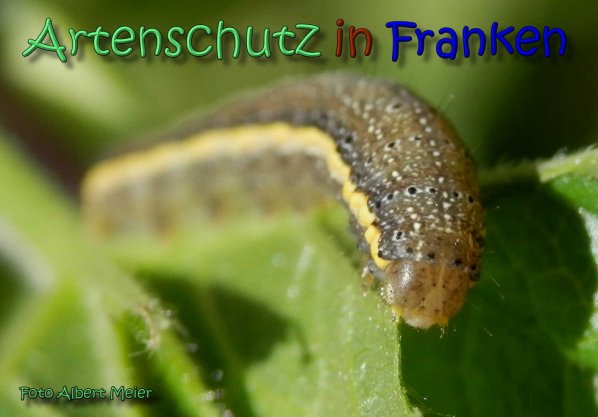 Copyright AiS Albert Meier Bild zum Eintrag (62416-160)