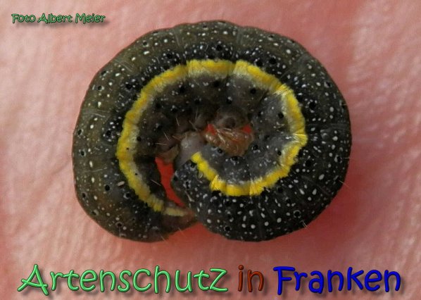 Copyright AiS Albert Meier Bild zum Eintrag (62417-160)