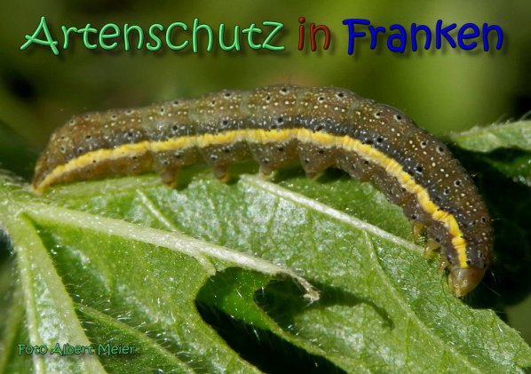 Copyright AiS Albert Meier Bild zum Eintrag (62418-160)