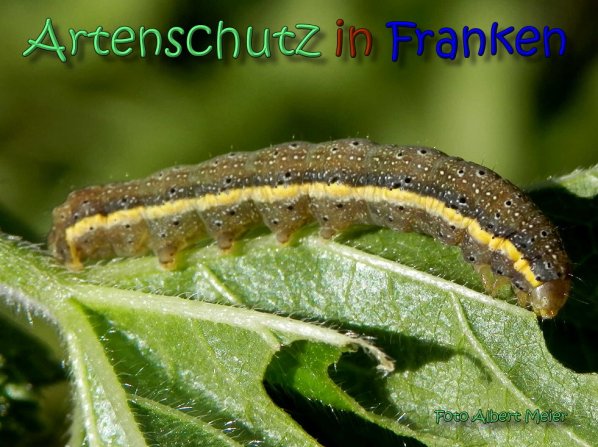 Copyright AiS Albert Meier Bild zum Eintrag (62419-160)