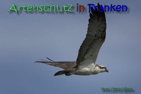 Copyright AiS Ulrich Rösch Bild zum Eintrag (62429-160)