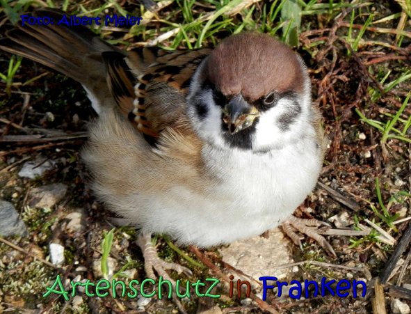 Copyright AiS Albert Meier Bild zum Eintrag (62478-160)
