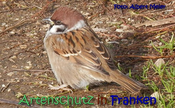 Copyright AiS Albert Meier Bild zum Eintrag (62479-160)