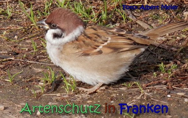 Copyright AiS Albert Meier Bild zum Eintrag (62483-160)